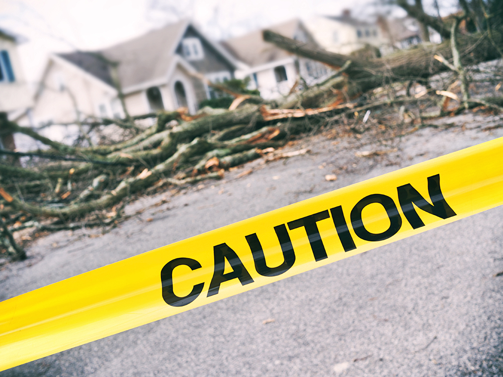 Atkins Tree Care gallery 6