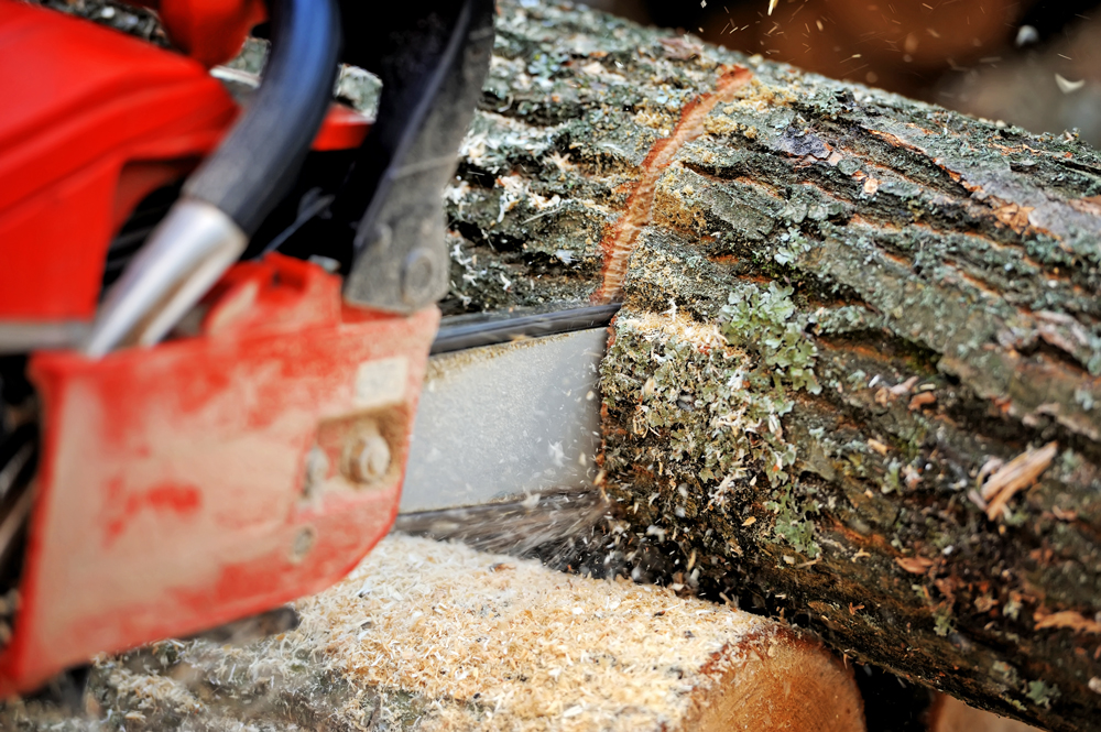 Atkins Tree Care work site