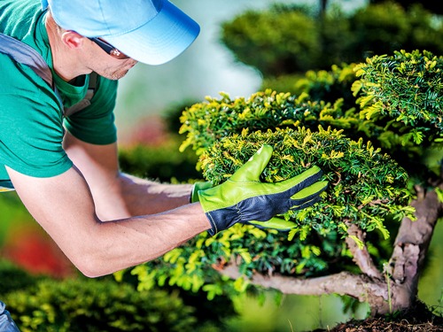 Tree removal in Tulsa, Oklahoma