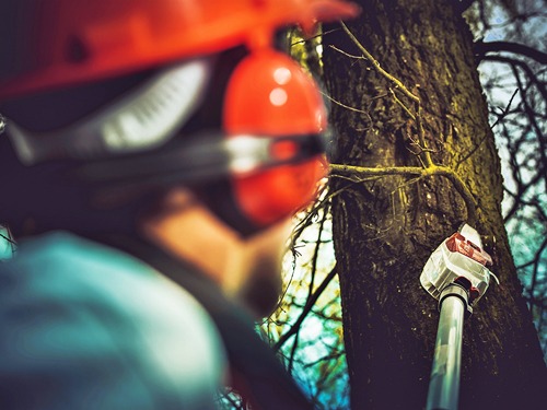 Tree trimming in Tulsa, Oklahoma